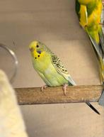 Grasparkiet pop broedrijp, Dieren en Toebehoren, Vogels | Parkieten en Papegaaien, Meerdere dieren, Parkiet