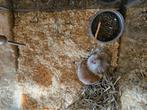 Mus porcellus Cavia, Maart, Meerdere dieren, Cavia