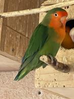 Lieve Agapornis Dwergpapegaai Fischerie Roseicolle Personata, Dieren en Toebehoren, Vogels | Parkieten en Papegaaien, Meerdere dieren