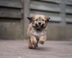 Prachtige maltipoo pups!✨, Overige rassen, CDV (hondenziekte), 8 tot 15 weken, Meerdere