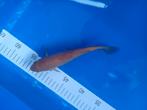 Te koop prachtige chagoi 20 cm, Dieren en Toebehoren, Karper of Koi