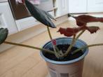 Blad Begonia 2x, Ophalen, Overige soorten, Halfschaduw, Minder dan 100 cm