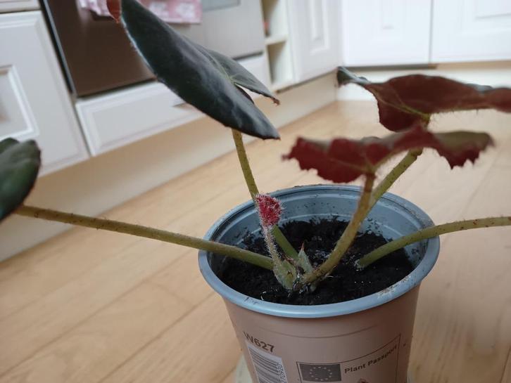 Blad Begonia 2x, Huis en Inrichting, Kamerplanten, Overige soorten, Minder dan 100 cm, Bloeiende kamerplant, Halfschaduw, Ophalen