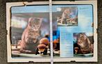Poster kitten poes nieuw Verzendkosten koper, Ophalen of Verzenden
