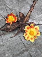 Dahlia zonnetje Pooh, Ophalen, Volle zon, Knol