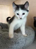 Tk: kittens, Dieren en Toebehoren, Meerdere dieren, Kortharig, 0 tot 2 jaar