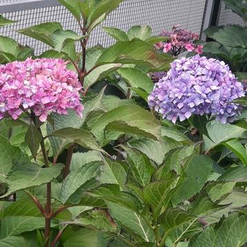 30 stuks 3-jarige Hortensia`s in wit-rose-blauw-paars beschikbaar voor biedingen