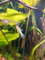 Girardinus metallicus. Metaal karpertjes, Dieren en Toebehoren, Vissen | Aquariumvissen, Vis