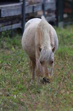 merrie en ruin, Ruin, A pony (tot 1.17m), Gechipt, 3 tot 6 jaar