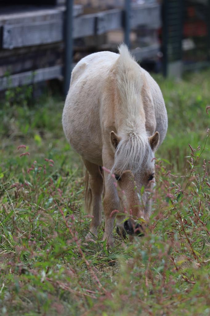 merrie en ruin, Dieren en Toebehoren, Pony's, Ruin, A pony (tot 1.17m), 3 tot 6 jaar, Gechipt, Ontwormd, Ingeënt