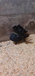 Pauwstaart, Mannelijk, Overige soorten