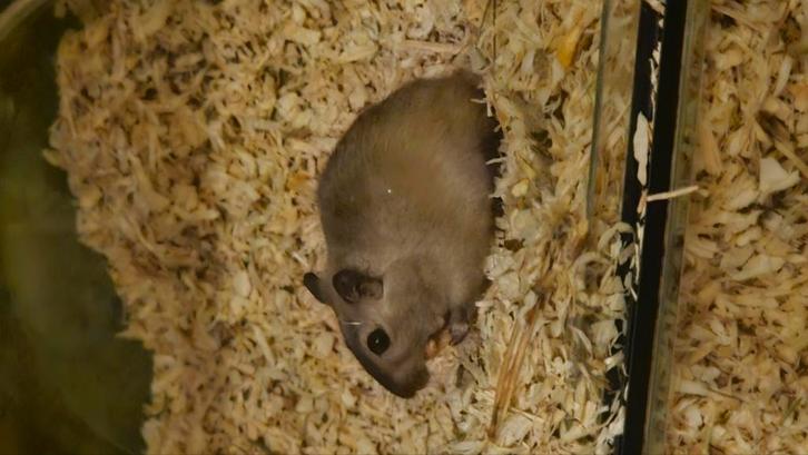 Lieve mannetjes gerbil, Dieren en Toebehoren, Knaagdieren, Mannelijk, Overige typen, Mei