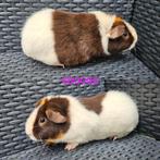 US teddy zeug choco buff wit, Dieren en Toebehoren, Knaagdieren, Januari, Vrouwelijk, Cavia