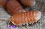 Cubaris sp. Citrus isopods / pissebedden, Dieren en Toebehoren, Overige soorten