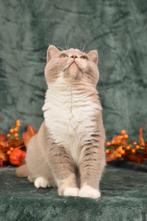 Fawn tortie British Shorthair DBE program (r 03), Kater, Gechipt, 0 tot 2 jaar