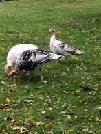 Kalkoenen te koop, Meerdere dieren, Kalkoen
