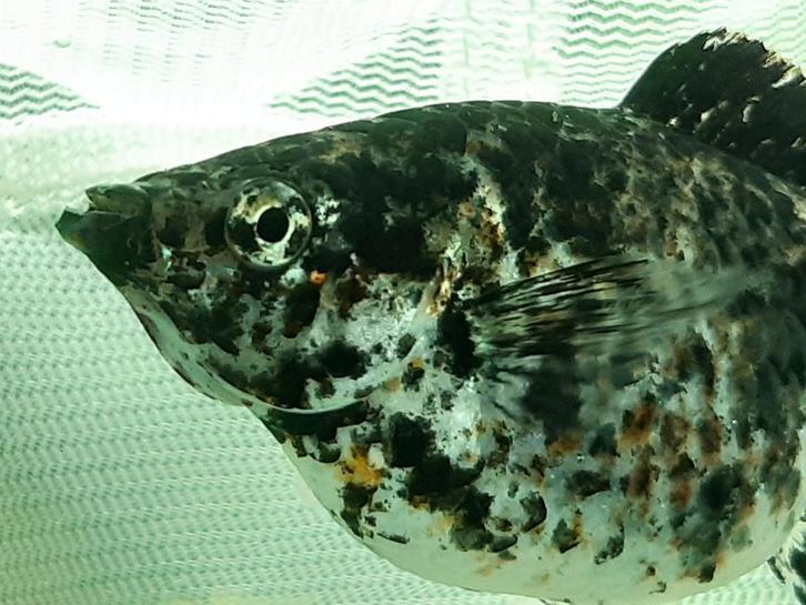 Jonge eigen kweek molly mix, Dieren en Toebehoren, Vissen | Aquariumvissen, Vis