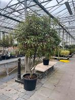 Photinia fraseri 'Red Robin' Meerstammig/groenblijvend €450, Tuin en Terras, Planten | Bomen, 250 tot 400 cm, Zomer, Volle zon