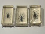 Insecten in acrylhars, Verzamelen, Dierenverzamelingen, Ophalen of Verzenden, Nieuw, Opgezet dier