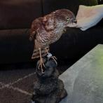 taxidermie taxidermy "opgezette "sperwer" op ornament, Ophalen of Verzenden, Zo goed als nieuw, Vogel, Opgezet dier