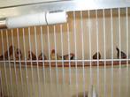 leuke vogeltjes, Dieren en Toebehoren, Meerdere dieren, Tropenvogel