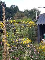 Rudbeckia nitida 'herbstsonne', Tuin en Terras, Planten | Tuinplanten, Ophalen, Zomer, Overige soorten, Volle zon