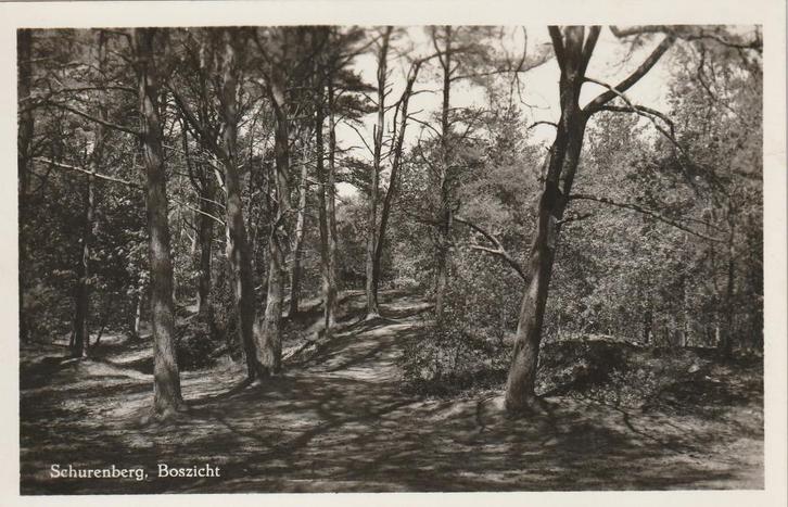 LHEE Schurenberg Boszicht, Verzamelen, Ansichtkaarten | Nederland, Ongelopen, Drenthe, 1940 tot 1960, Verzenden