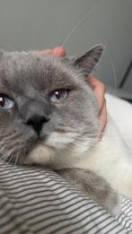 Britse korthaar, Kater, Gechipt