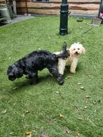 Cavapoo pups 2 reutjes, CDV (hondenziekte), 8 tot 15 weken, Meerdere, Nederland