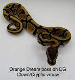 Orange Dream Poss dh DG Cryptic/Clown vrouwtje, Dieren en Toebehoren, Reptielen en Amfibieën, Slang