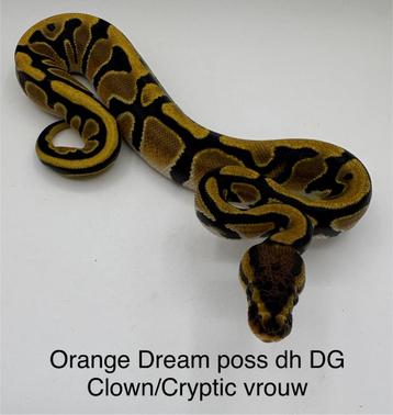 Orange Dream Poss dh DG Cryptic/Clown vrouwtje beschikbaar voor biedingen