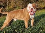 Amerikaanse bulldog zoekt een nieuwe huisje FOREVER, Dieren en Toebehoren, Honden | Bulldogs, Pinschers en Molossers, Reu, CDV (hondenziekte)