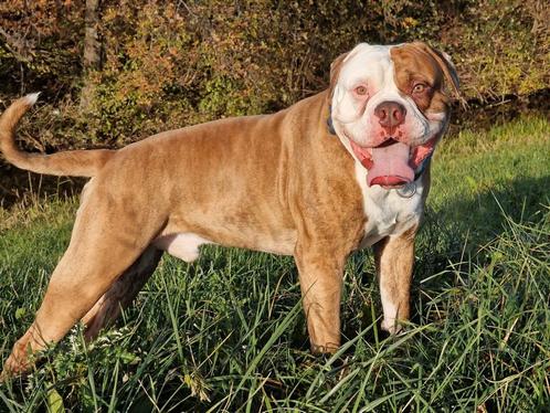 Amerikaanse bulldog zoekt een nieuwe huisje FOREVER, Dieren en Toebehoren, Honden | Bulldogs, Pinschers en Molossers, Reu, Bulldog