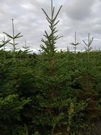 Kerstbomen  ( abies fraseri ) 2e keus Lengte : 2 mtr, Tuin en Terras, Planten | Bomen, Ophalen, Zomer, Volle zon, Overige soorten