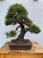 Oude Japanse Zwarte Den Bonsai (Kuromatsu), Bloeit niet, Overige soorten, Minder dan 100 cm, Ophalen