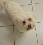 Lieve Maltezer reu, Dieren en Toebehoren, 6 jaar of ouder, België, Maltezer, Particulier