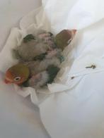 Agapornis ficheri jonkies handtam !!!, Dieren en Toebehoren, Meerdere dieren, Dwergpapegaai of Agapornis, Geringd