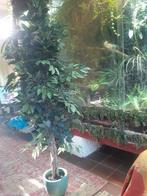 Kunstplant  ficus 1.60 hoog., Tuin en Terras, Planten | Bomen, Ophalen of Verzenden, Volle zon, Overige soorten, 100 tot 250 cm