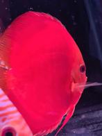 Discus red Melon Kweekkoppel - Siner - Koidreams, Vis, Zoetwatervis