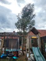 Eucalyptus Boom - Ca. 6 Meter Hoog, Tuin en Terras, Planten | Bomen, Ophalen, Volle zon, Overige soorten, 400 cm of meer