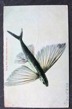 Vliegende vis, Santa Catalina Island, California, 1909, USA, Verzamelen, Ansichtkaarten | Dieren, Verzenden, Voor 1920, Gelopen