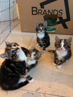 Prachtige kittens 6 weken oud / jonge poesjes, Dieren en Toebehoren, Poes, Kortharig, 0 tot 2 jaar