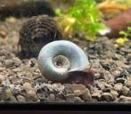 Blauwe posthoorn slak | Ramshoorn slak aquarium, Slak of Weekdier, Zoetwatervis
