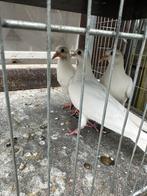 Witte duiven mogen gelijk weg, Overige soorten