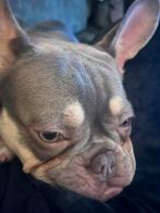 Franse bulldog Teefje 11 maanden oud! Met stamboom!, Parvo, 15 weken tot 1 jaar, Teef, Bulldog