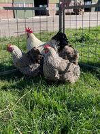 Broedeieren Orpington zilverpatrijs, Dieren en Toebehoren, Pluimvee, Geslacht onbekend, Kip