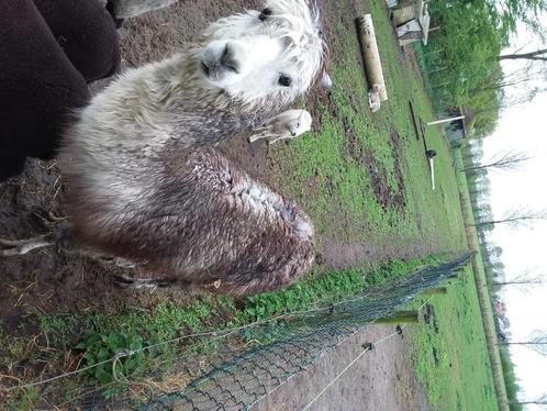 Te koop een heel mooie blauwe alpaca dekhengs, Dieren en Toebehoren, Overige Dieren, Mannelijk