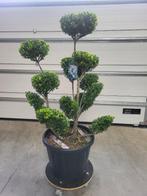 Ilex crenata Green Hedge bonsai, Tuin en Terras, Halfschaduw, Overige soorten, 100 tot 250 cm, Zomer