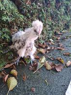 Zijdehoender, Dieren en Toebehoren, Pluimvee, Geslacht onbekend, Kip