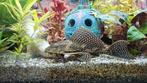 PLECO L...., Vis, Zoetwatervis